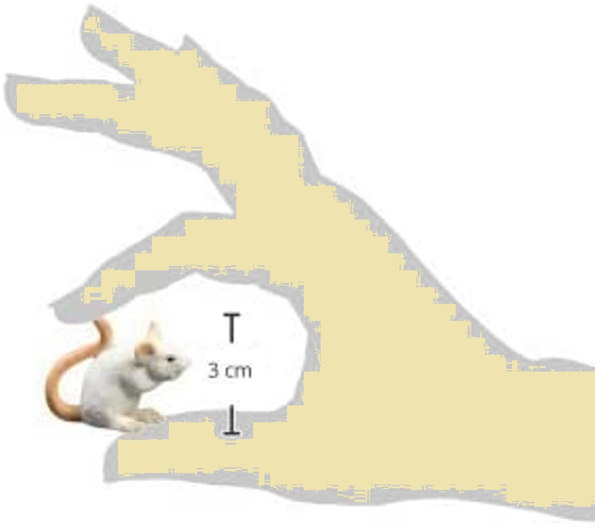 Mouse-Schleich-14406-3